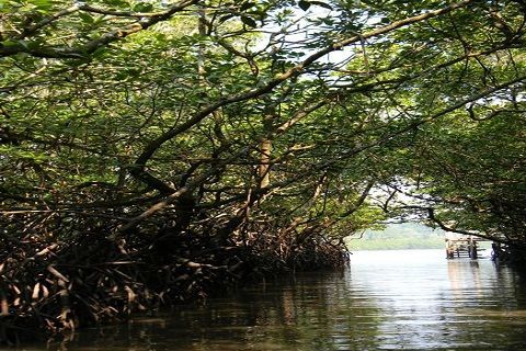 Photo of Baratang, Andaman and Nicobar Islands by Sneha Surana