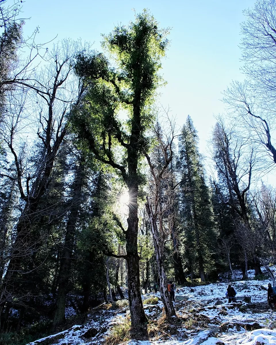 Photo of 18 year old, solo trekker - Snowtrek experience #nighttrek #photoblog by Mayank Madaan