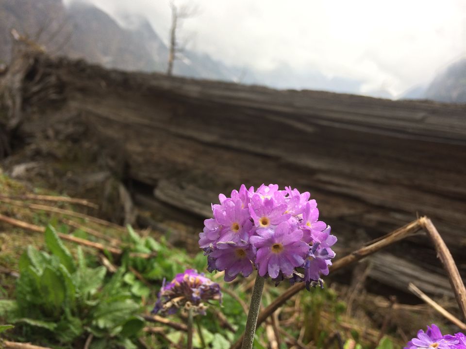 Photo of Yumthang, Sikkim, India by Mojin Abdul Kabeer