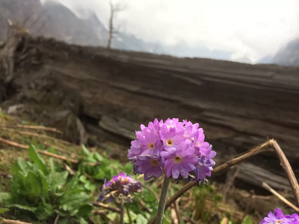 Photo of Yumthang, Sikkim, India by Mojin Abdul Kabeer