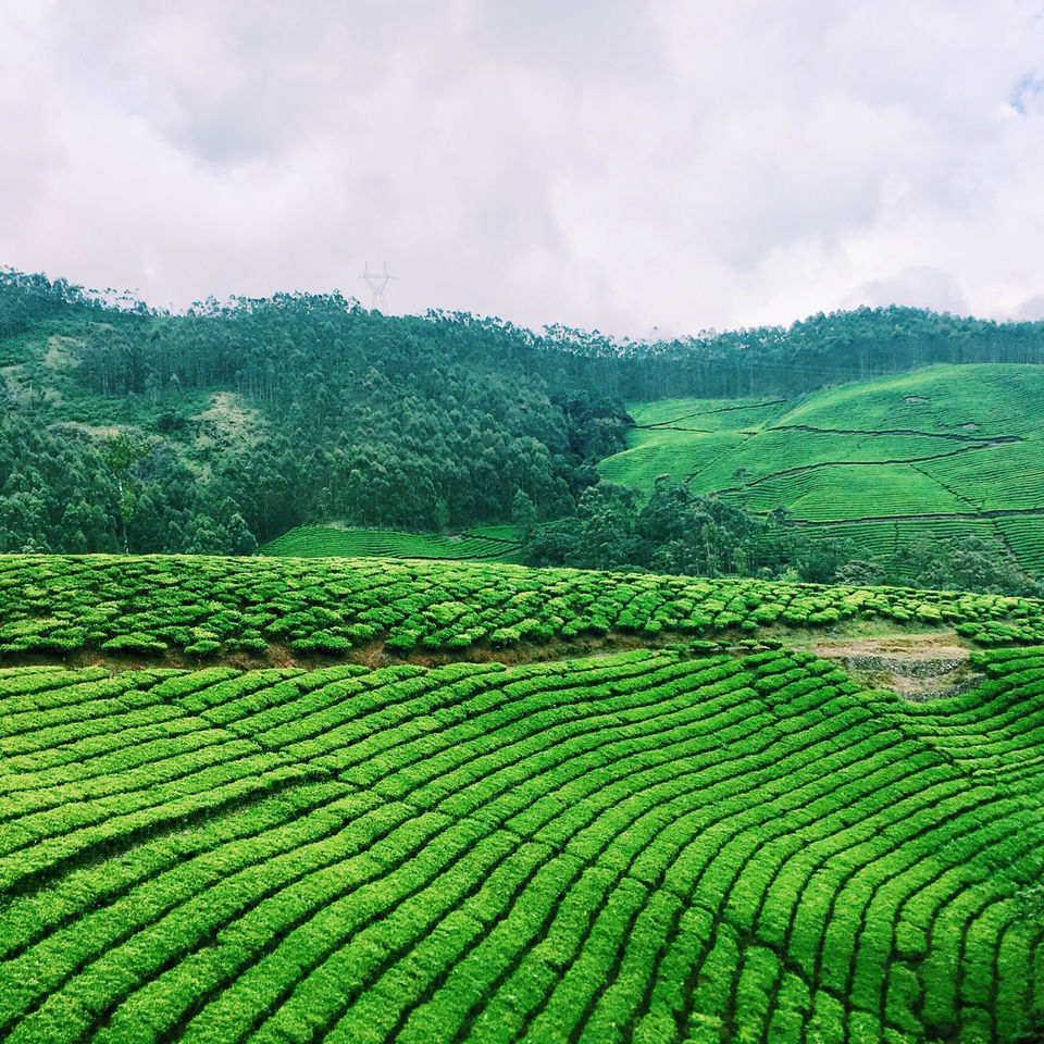 Photo of Eravikulam National Park, Kerala, India by Bhargavi Sri