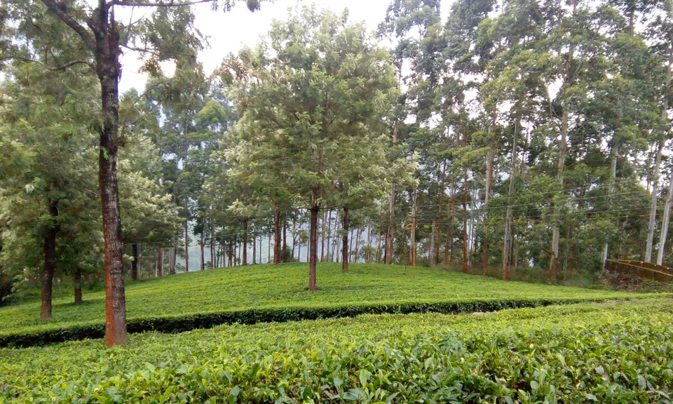 Photo of Munnar, Kerala, India by Souvik Bhattacharjee