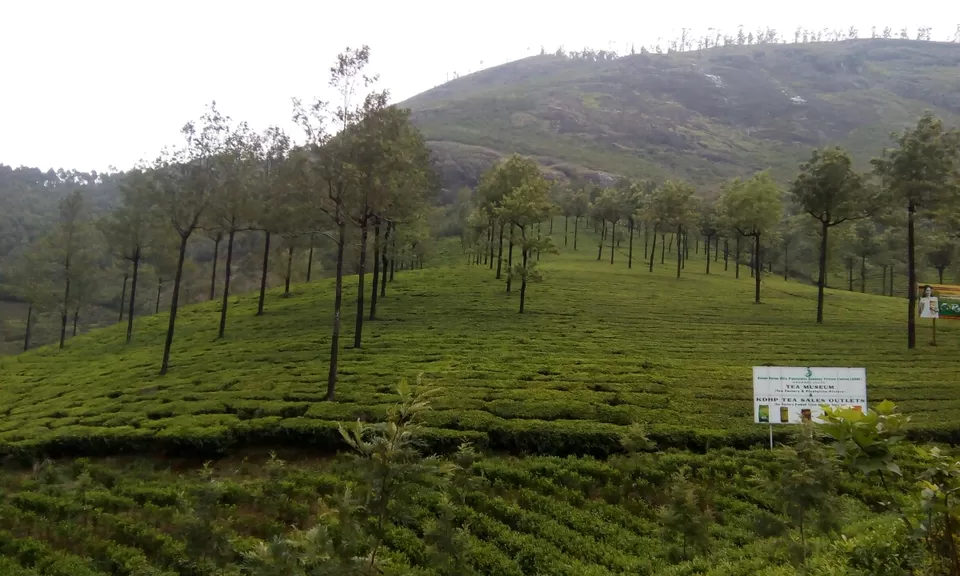 Photo of Munnar, Kerala, India by Souvik Bhattacharjee