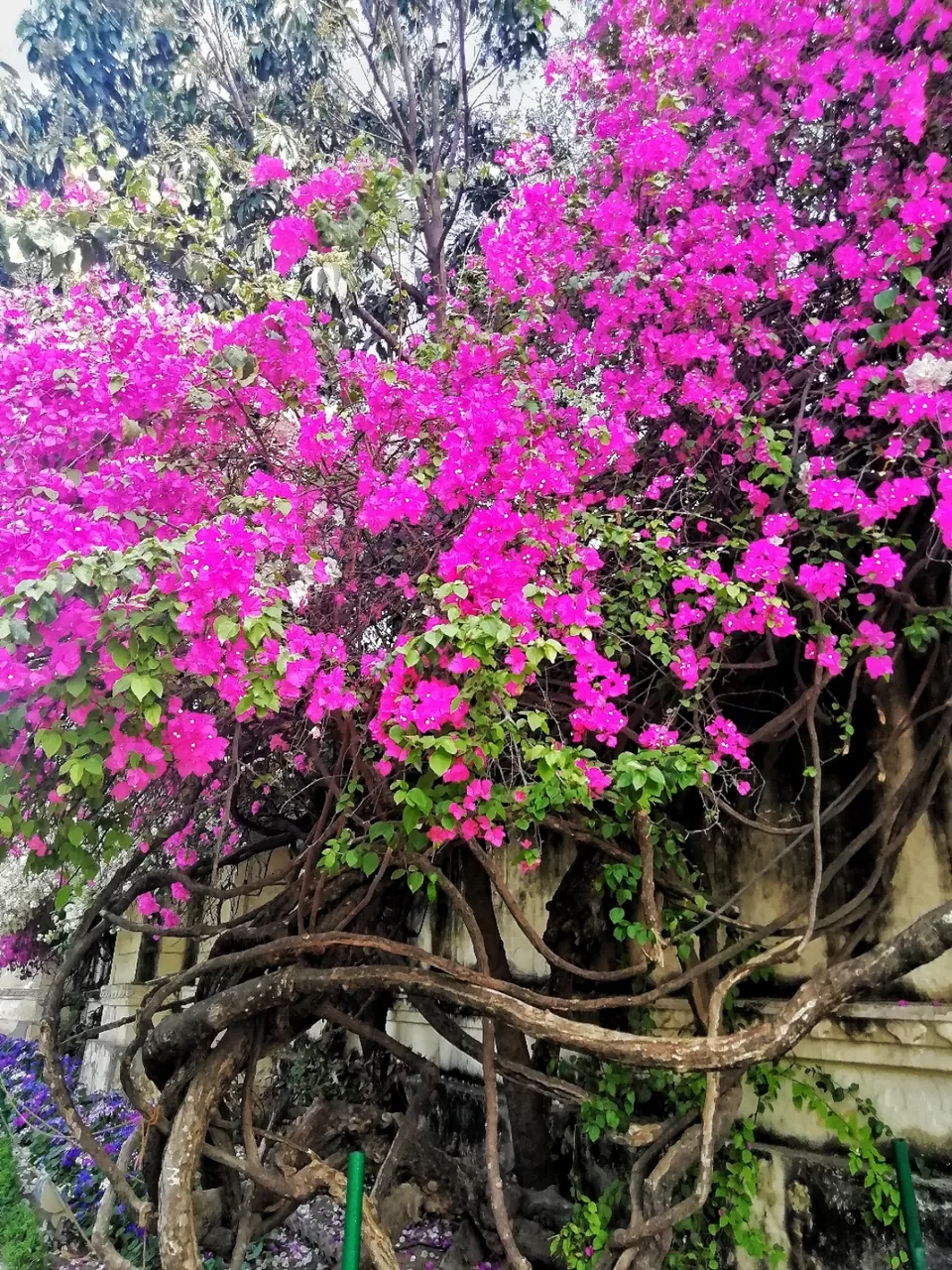 Photo of Udaipur, Rajasthan, India by Bobita Konwar