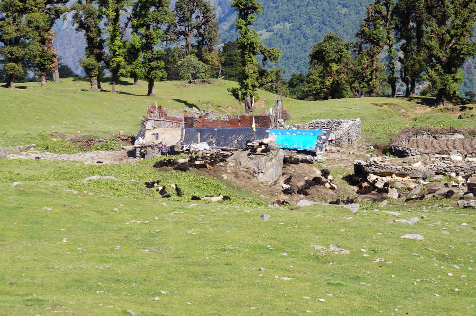Photo of Occult Tungnath. by Anuja J