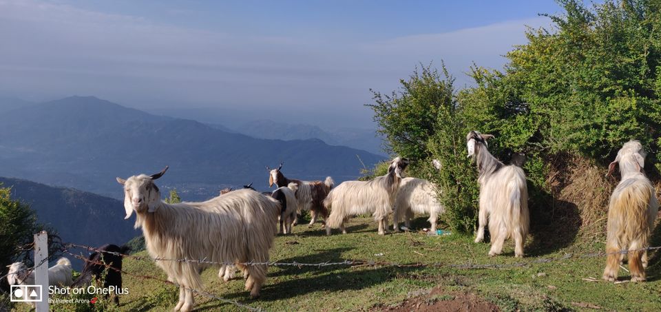 Photo of Bir Billing : Himachal for the First Time by Puneet Arora