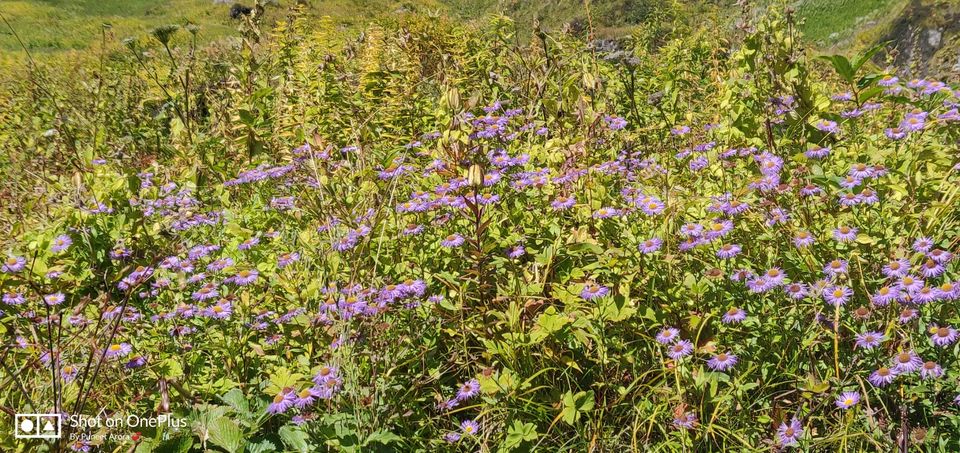 Photo of Connecting @ HemKund & Valley of Flowers by Puneet Arora