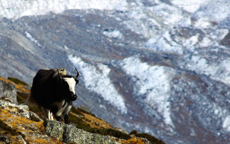 Photo of Dingboche, Nepal by Nazim Ansari