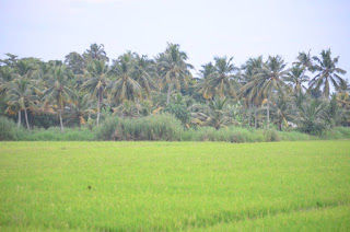 Photo of Winter Break in 'His' own Country- Kerala 1/12 by Yashodhara Khajuria