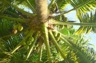 Photo of Winter Break in 'His' own Country- Kerala 2/12 by Yashodhara Khajuria
