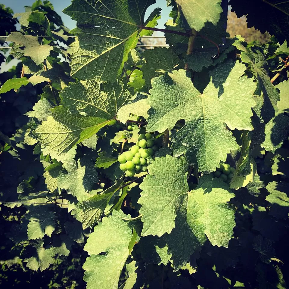 Photo of Sula Vineyards, Gangapur-Savargaon Road, Nashik, Maharashtra, India by Yashodhara Khajuria