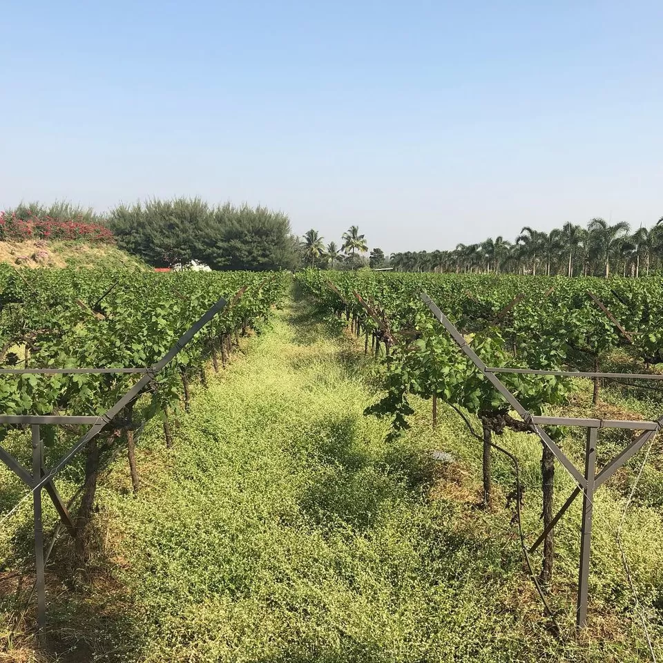 Photo of Sula Vineyards, Gangapur-Savargaon Road, Nashik, Maharashtra, India by Yashodhara Khajuria