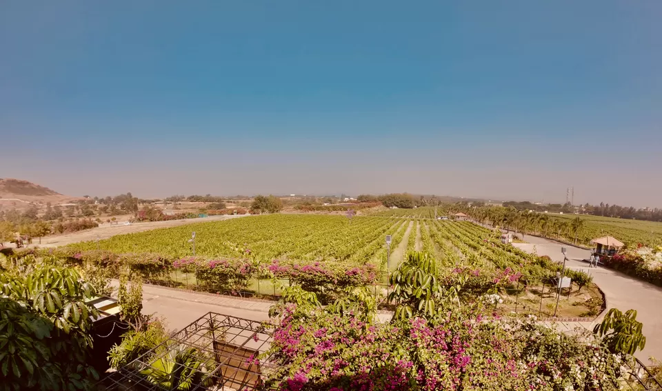 Photo of Sula Vineyards, Gangapur-Savargaon Road, Nashik, Maharashtra, India by Yashodhara Khajuria