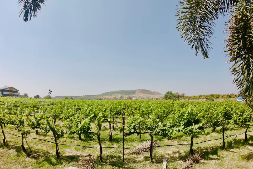 Photo of Sula Vineyards, Gangapur-Savargaon Road, Nashik, Maharashtra, India by Yashodhara Khajuria
