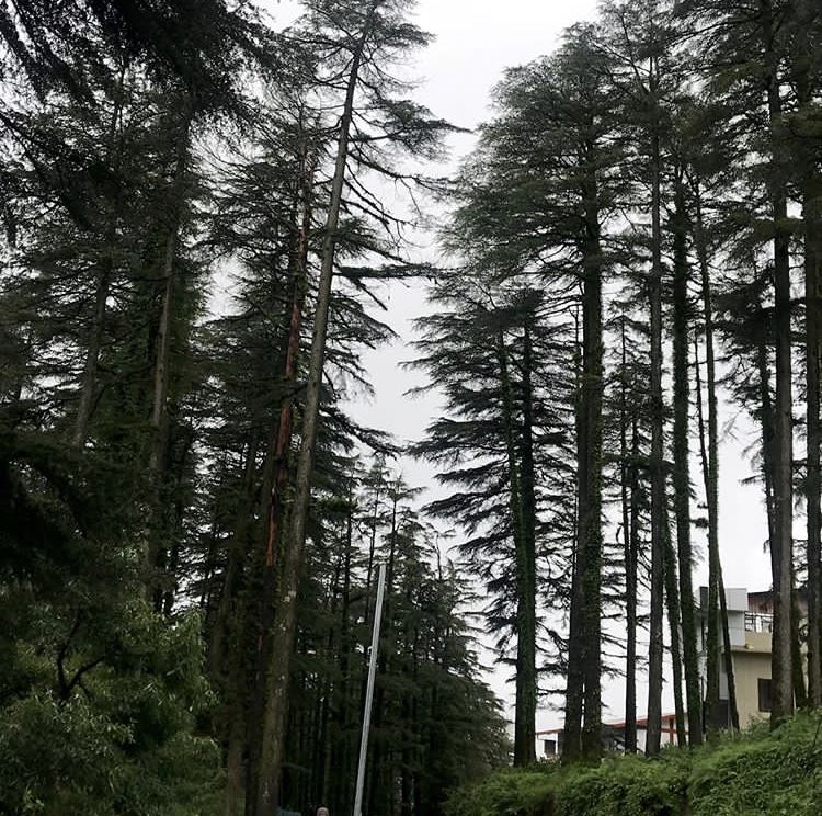 Photo of Dhanaulti, Uttarakhand, India by Yashodhara Khajuria