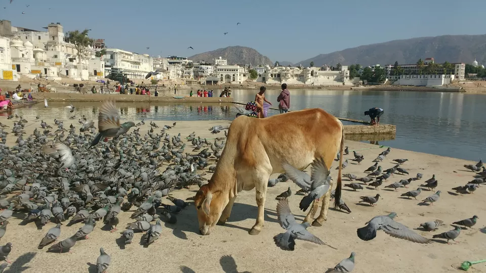 Photo of Pushkar Lake, Pushkar, Rajasthan, India by Damini