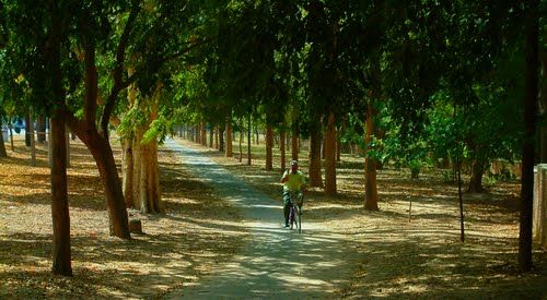 Photo of Rose Garden, 16b, Track, 16B, Chandigarh, India by Damini Aggarwal