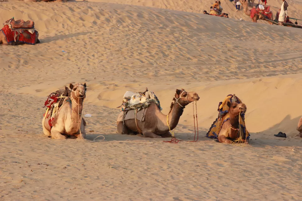 Photo of Sam Sand Dunes, Kanoi, Rajasthan, India by Damini