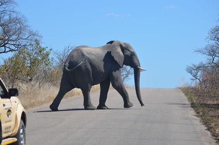 Photo of 10 days in South Africa - Kruger National Park and Cape Town