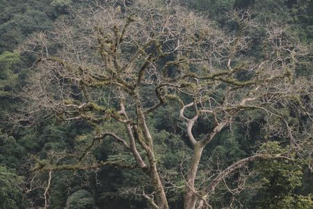 Photo of Journey To The Heaven Of Dooars !