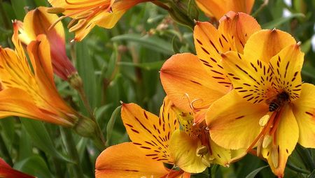 Photo of Hill stations near Bangalore that have more to offer for a holiday