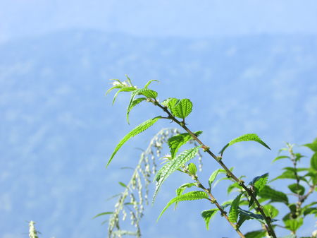 Photo of Darjeeling : The unplanned , the best one..