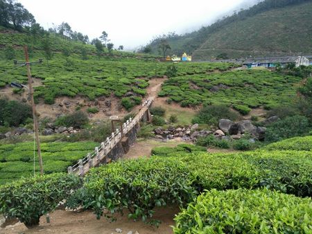 Hill Station Heaven In Kerala Munnar Notinnorth Tripoto