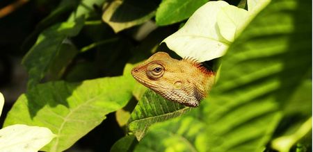 Photo of Tripping In The North East : Assam - Arunachal