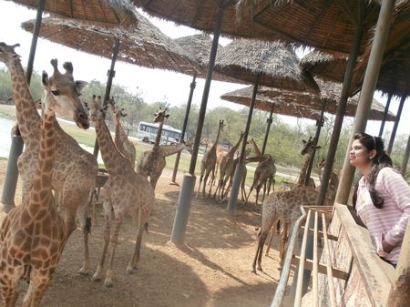 Photo of Thailand: International honeymoon (Dream trip under 60k in Bangkok Pattaya)