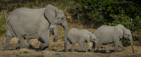 Photo of The Indian Traveller's Ultimate Guide To South Africa (Wildlife Edition)