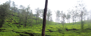 Thekkady Travel Trails