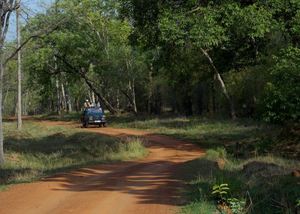 In the Land of Tigers - Three days in Tadoba-Andheri Tiger Reserve