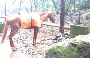 Beauty lies in the eyes of the viewer: Matheran