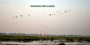 Gharana wetlands