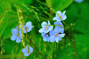 Valley of Flowers: Eden Beyond the Rainbow