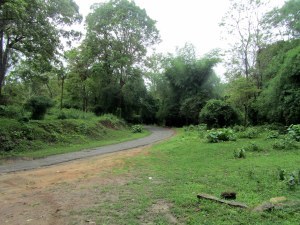 Parambikulam Tiger Reserve, Kerala: wilderness and more