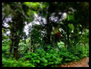 Coorg – Tirelessly green