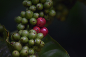 Disconnect and let the Wild sink in at Coorg (Kodagu)