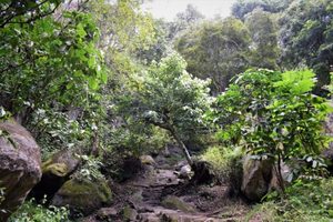 Silent Stories of The Rocks of Edakkal Caves, Wayanad, Kerala