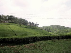 Enchanting Munnar