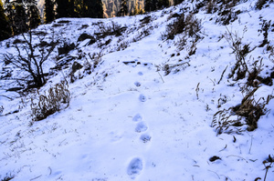 A Trip Worth Remembering: Shimla "Queen of Hills"