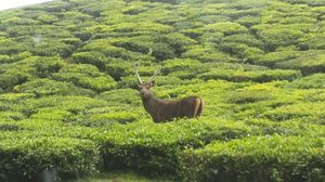 Coonoor, that little slice of Paradise