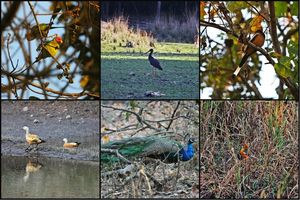 Call of the 'WILD'- Pench & Kanha Tiger reserve