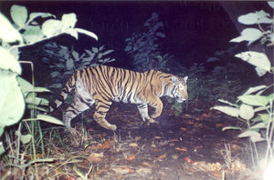 Pilibhit Tiger Reserve 1/1 by Tripoto