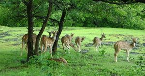 Indravati National Park 1/1 by Tripoto