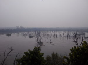 The Call of the Wild at Dudhwa National Park