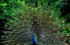 With Tamarind Trees And Dancing Peacocks, This Gorgeous Weekend Getaway Is Just 5 Hours From Mumbai