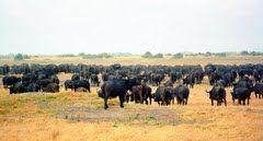 Savute Elephant Camp 1/4 by Tripoto