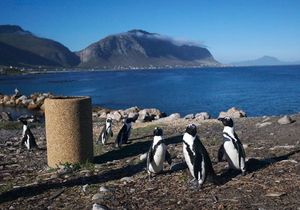 Jackass Penguin Colony 1/1 by Tripoto