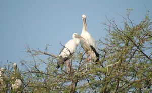 Keoladeo National Park 1/138 by Tripoto